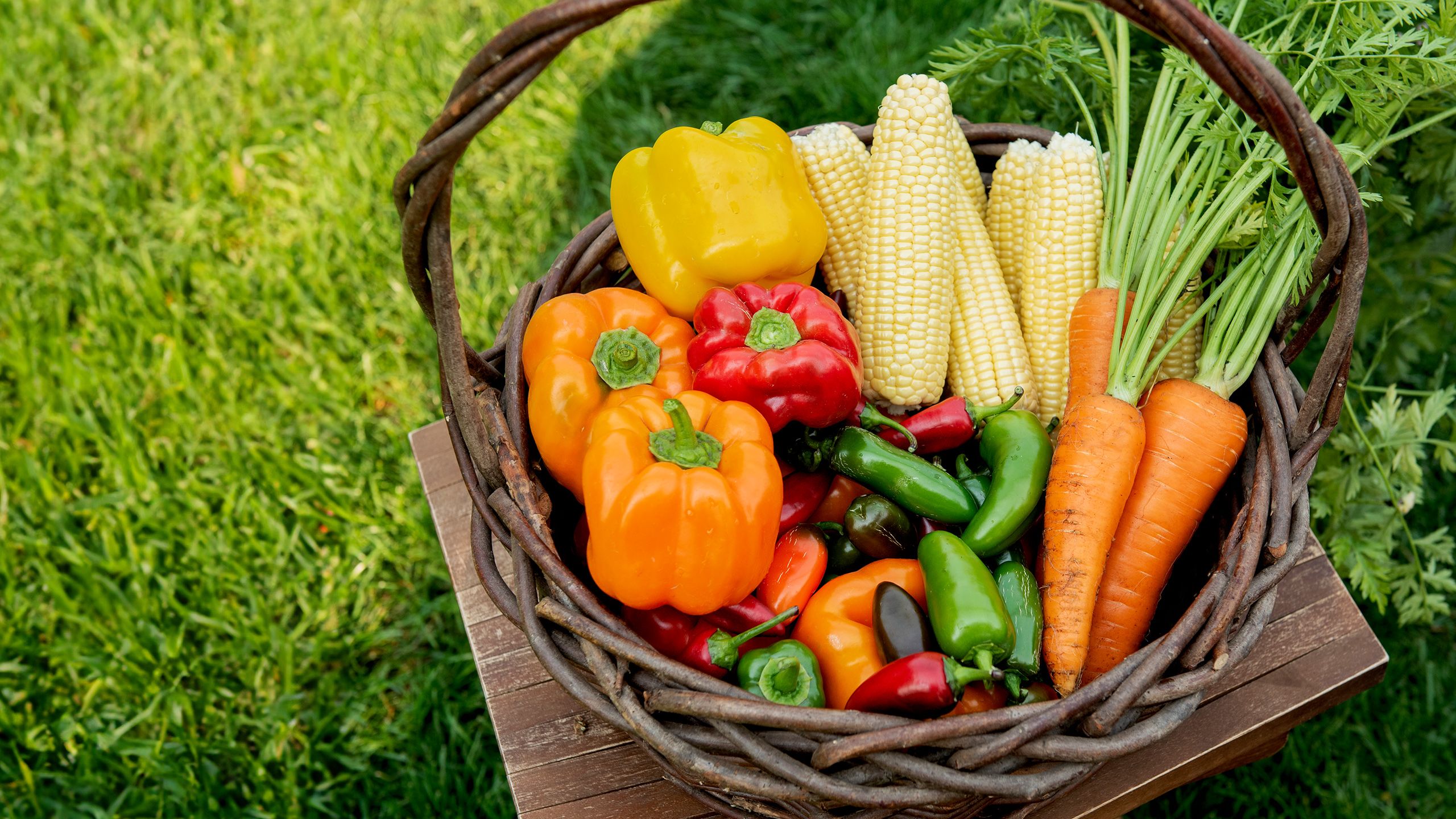 A person holding a basket of freshly harvested beans